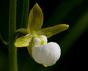 California Lady Slipper, Cypripedium californicum